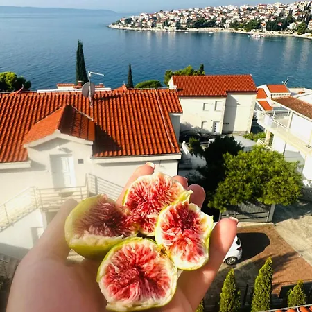 Medusalina-bora Trogir